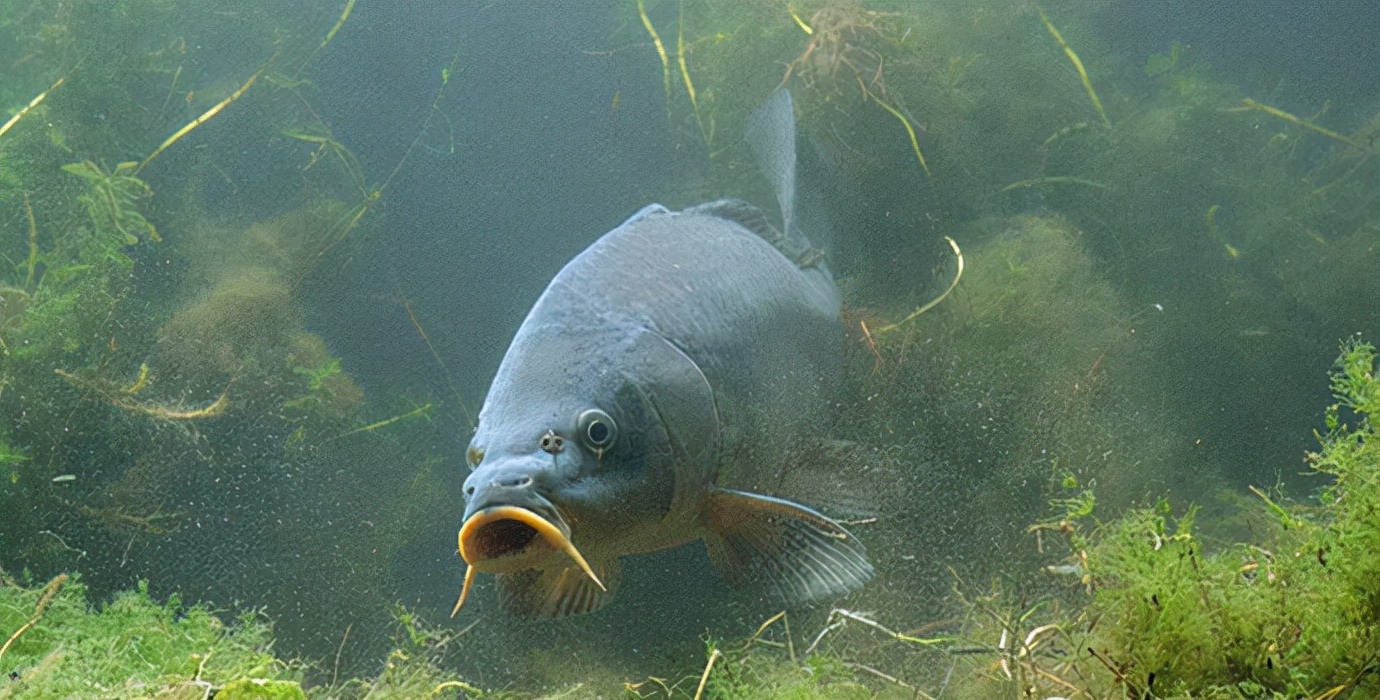 青苔|钓鱼谚语:“水底青苔多,钓鱼没汤喝”是什么意思?有道理吗