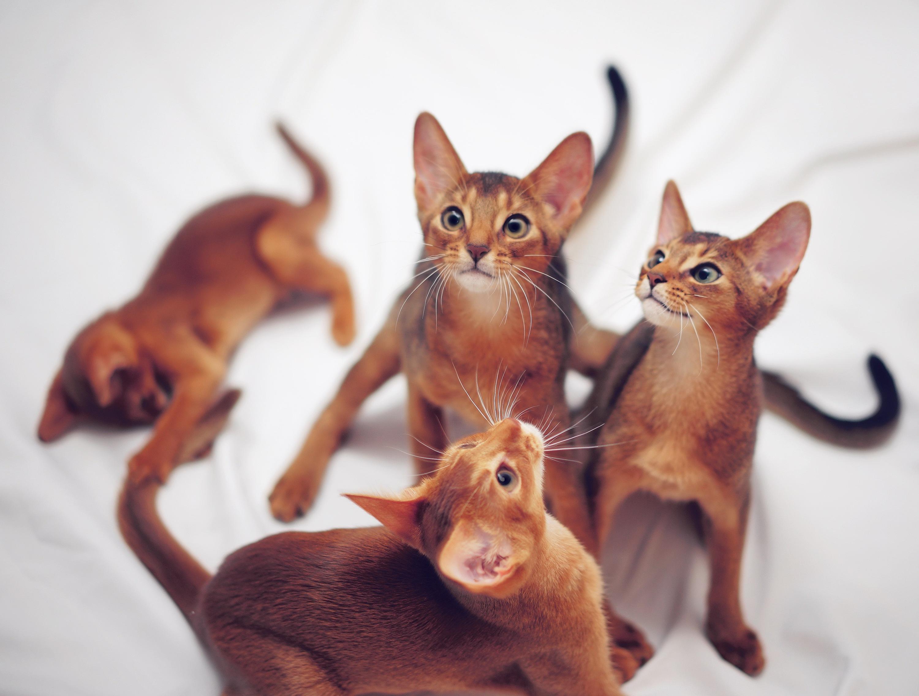 阿比西尼亚猫|阿比西尼亚猫