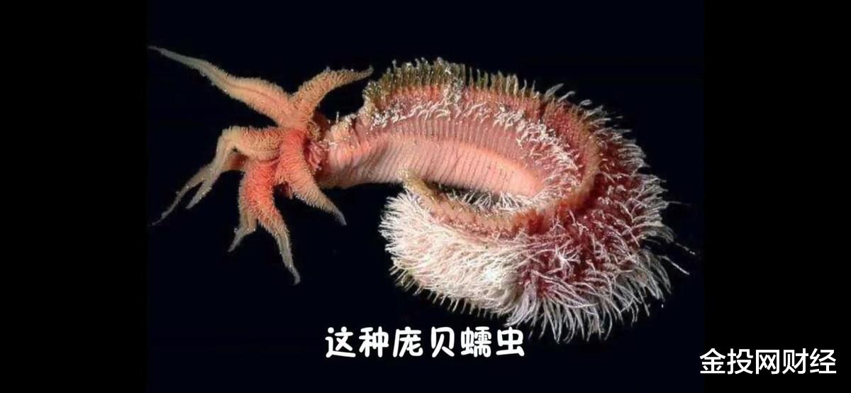5种最耐热的动物!骆驼第5,庞贝蠕虫第1,把火山当“泳池”