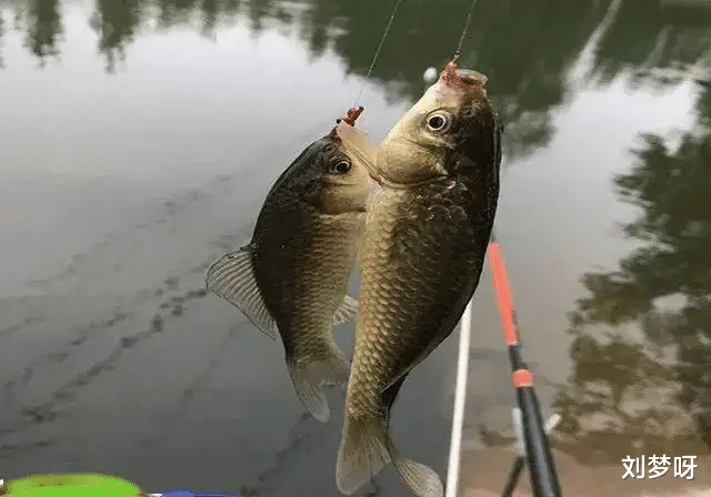 周口|违反禁令钓鱼受伤，女子向政府索赔41万，该赔么？