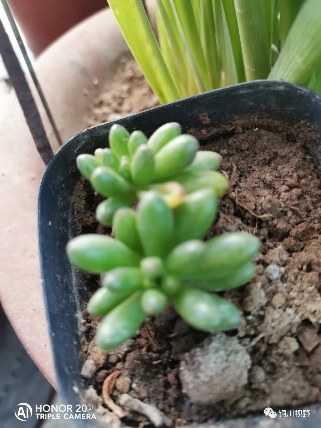 青岛市|阳台上的仙人球开花啦