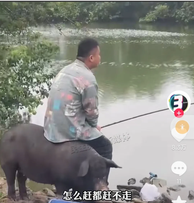 |海南海口,发生一件趣事!一男子跟朋友在河边钓鱼,突然闯入一头黑猪