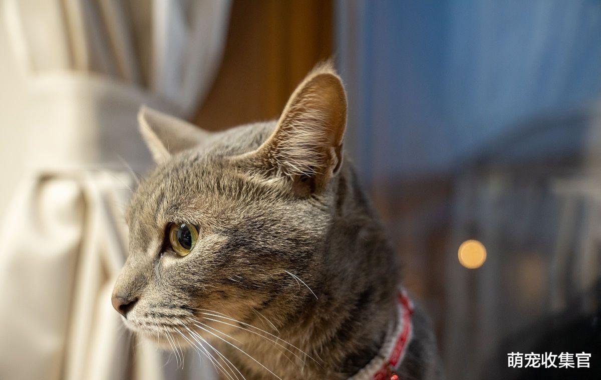 幼猫杀手猫鼻支太可怕，做好这四点，有效减少猫得猫鼻支的概率