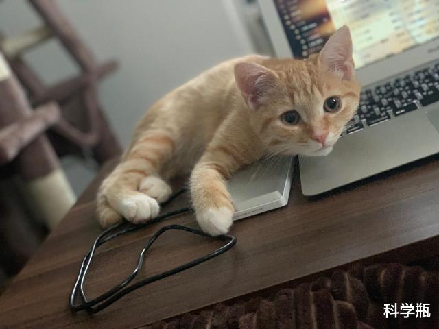 科学家发现猫的尾巴和它的情绪之间的关系,你想知道吗?