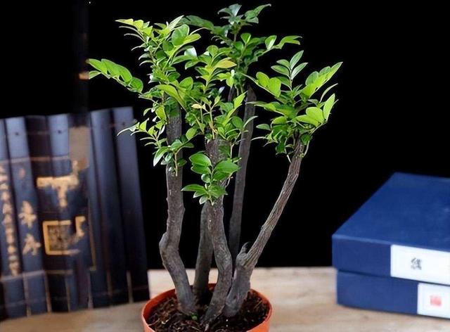 古董|小叶紫檀盆景,抗寒耐旱,打理简单易成活,放在家中寓意好