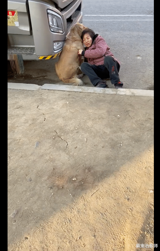 大妈摔倒后，金毛一直坐在旁边给她支撑，懂事又通人性的暖男啊！