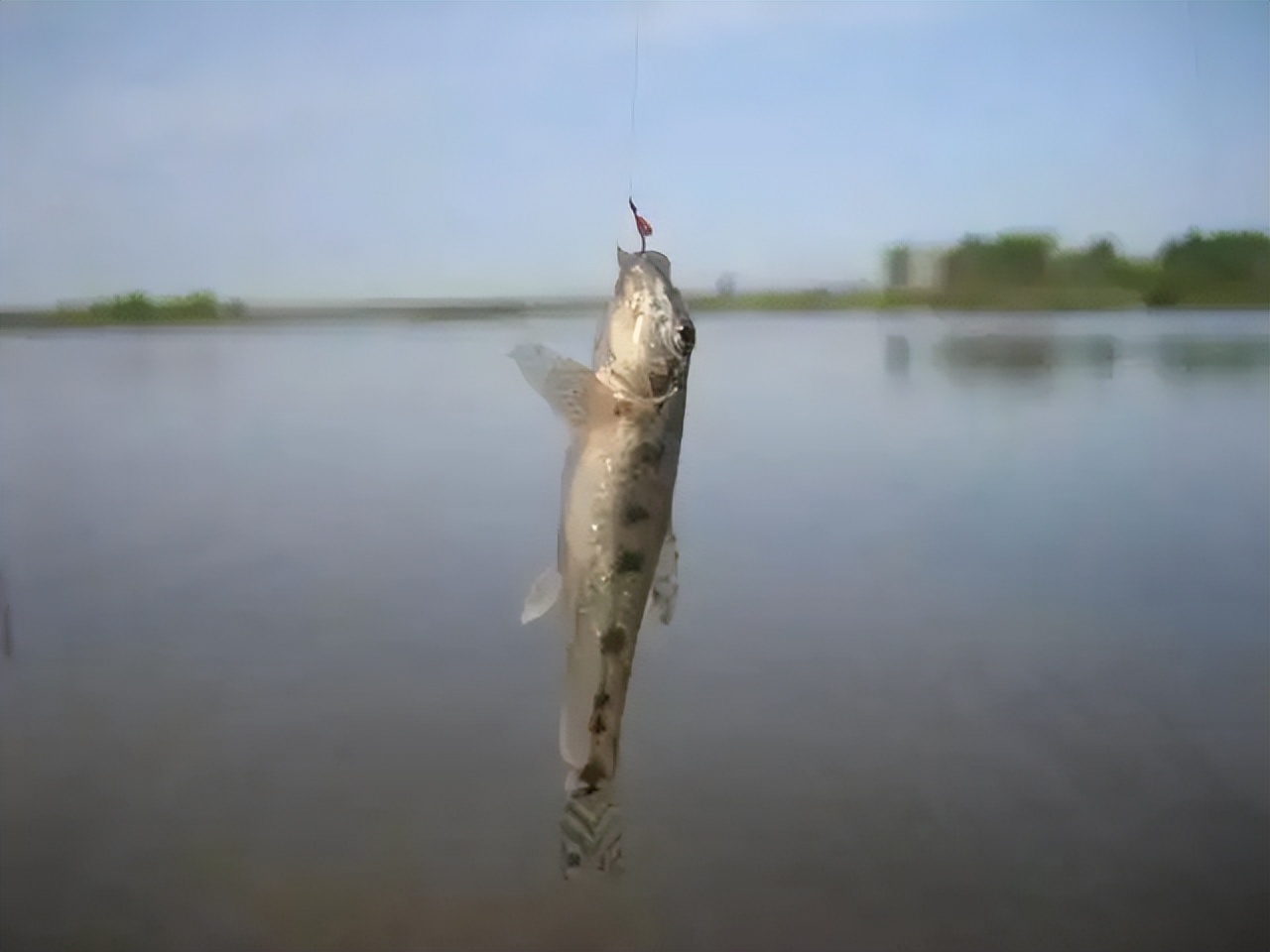 |曾被用来喂鸭的“趴地虎”，如今1斤70难买到，为啥价值这么高？