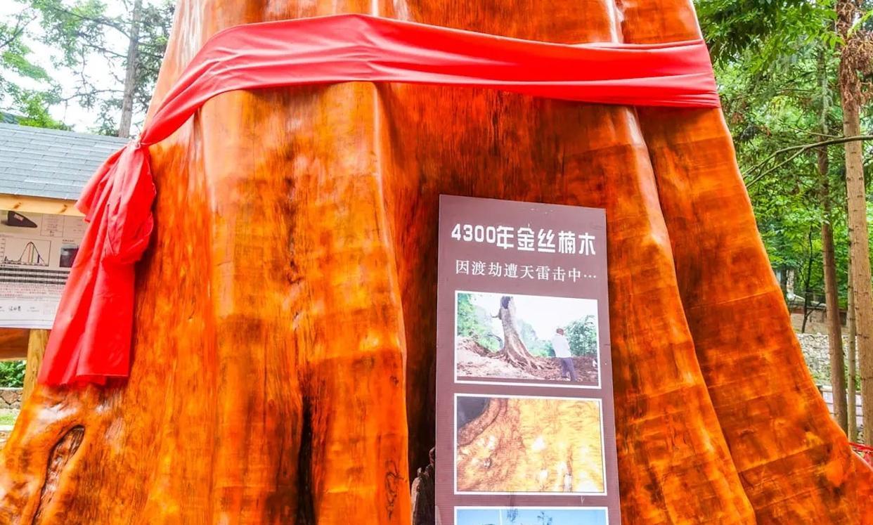一棵金丝楠树能值2.5亿?树苗才12元,为什么没人去种呢?
