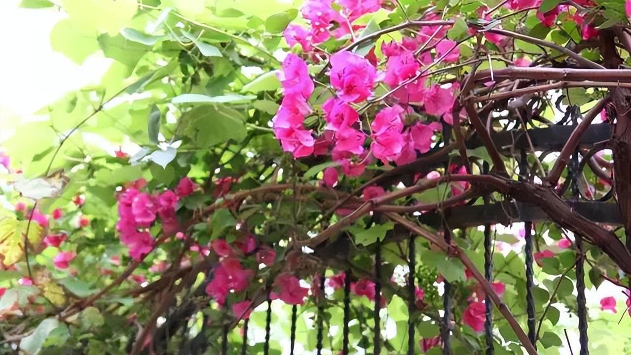 花做篱笆，蝴蝶自来，只需要在院子里种上一株爬藤植物