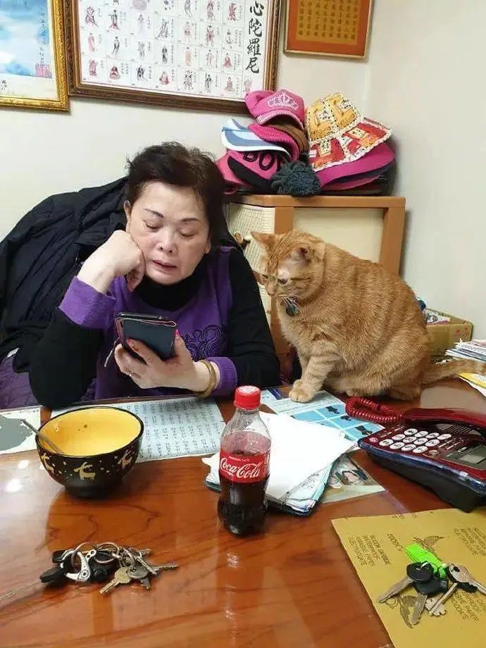 父母强烈反对养猫，隔段时间后像换了个人：猫咋这么可爱呢？