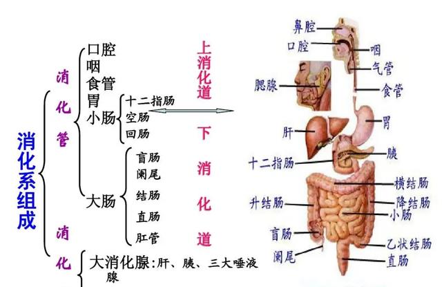 卫生间的小飞虫到底是什么?外表不起眼,但它的危害超出你想象
