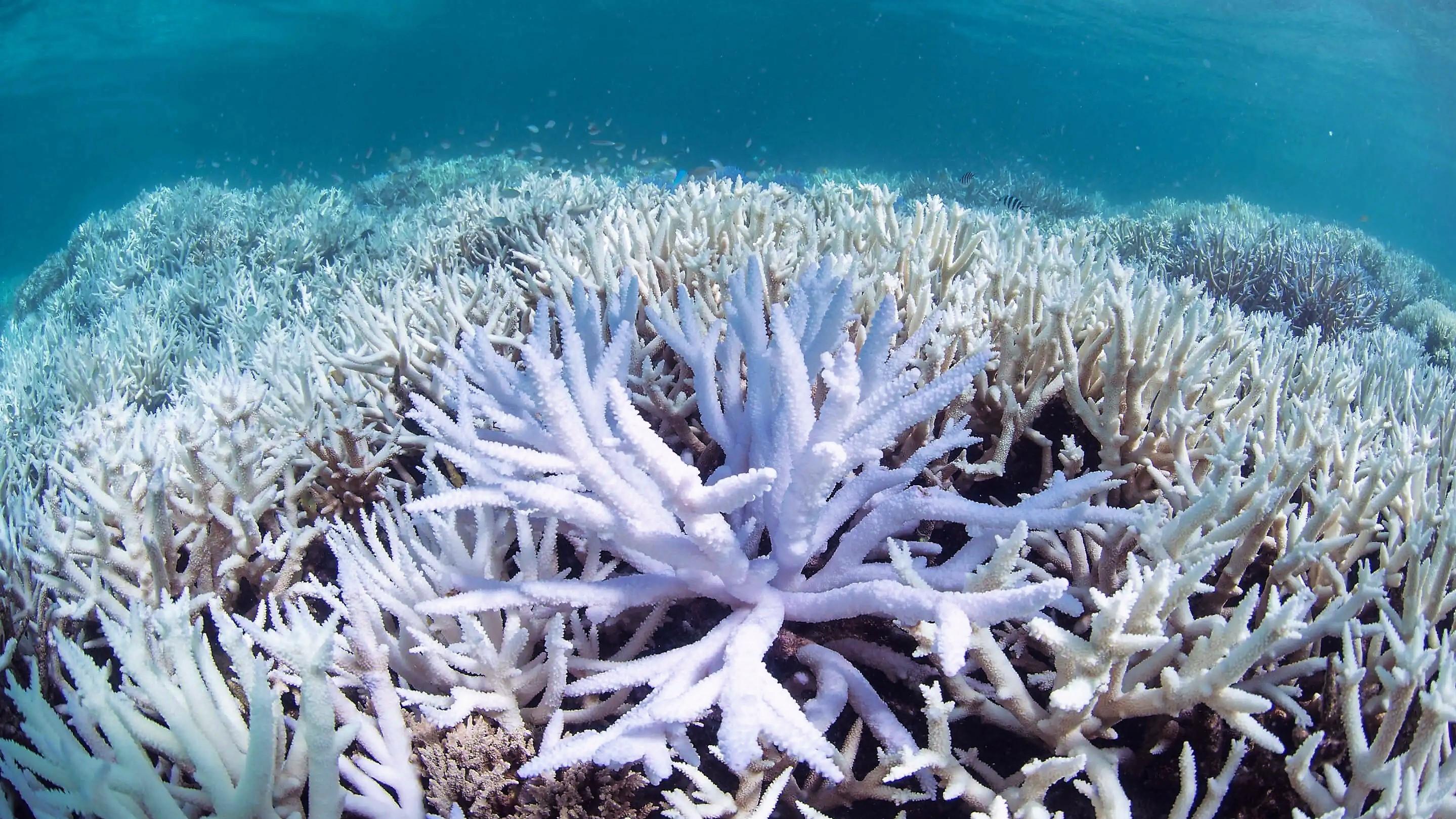 鲜艳美丽的珊瑚是怎样奇特的生物？