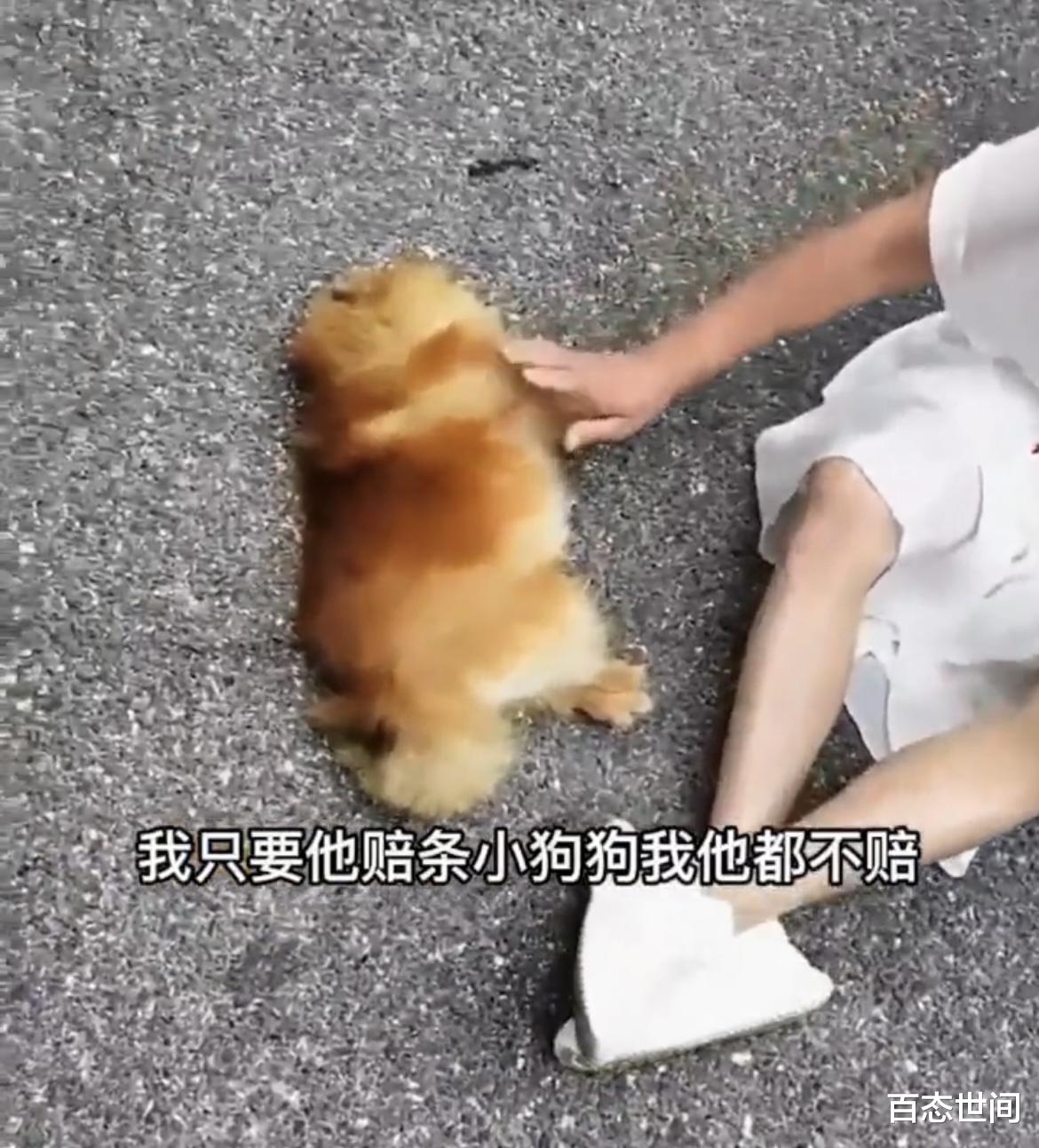 武汉女子遛狗不拴绳,狗被轧死后坐地痛哭,要对方赔狗还呼吁曝光