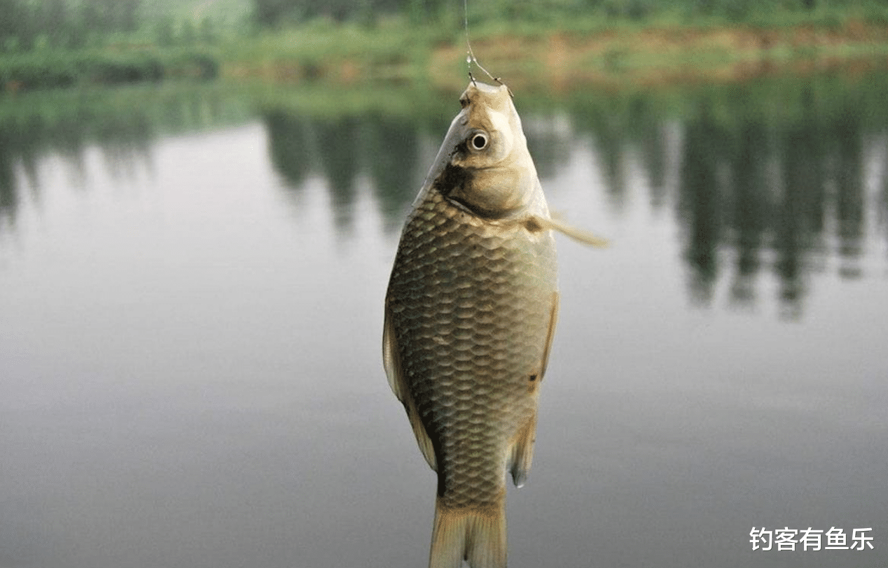 |初秋仲秋钓鲫鱼“3钓3不钓”，晚秋钓鲫鱼则“4钓4不钓”，你都知道吗
