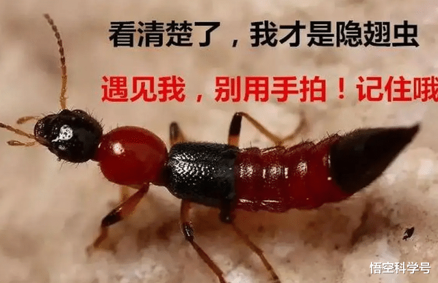 隐翅虫咬人致命?飞到身上千万不能拍打,体内毒液堪比硫酸