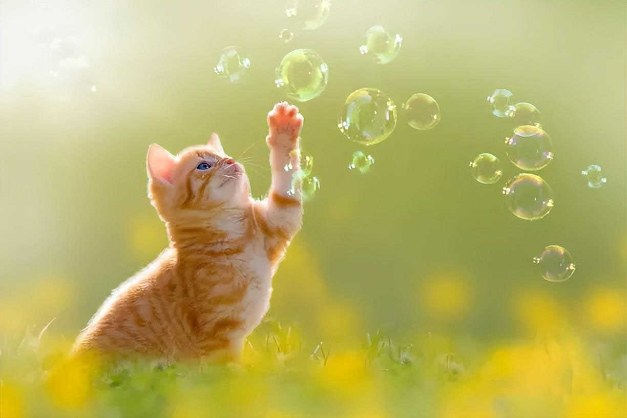新手养猫指南｜新手养猫需要做哪些准备