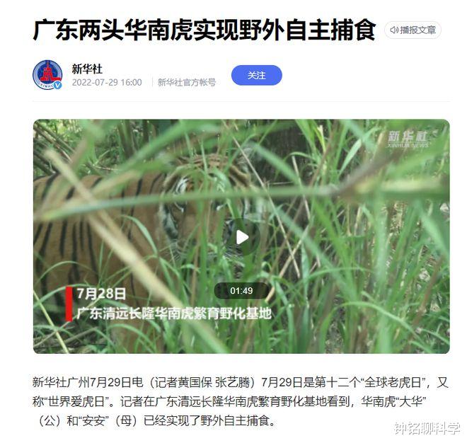 2头华南虎实现野外自主觅食!华南虎为何要放归野外,伤人咋办?