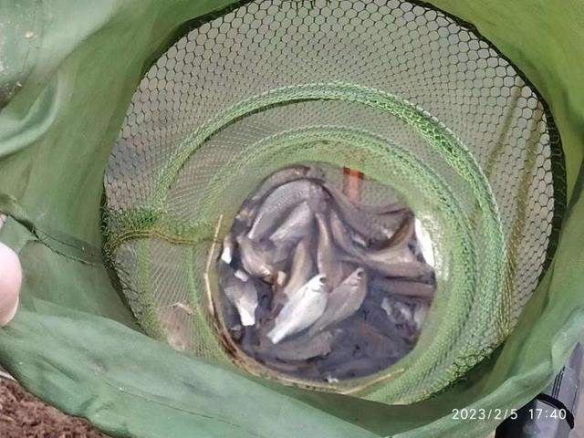 |不喜元宵人游街，只爱河边戏游鱼！