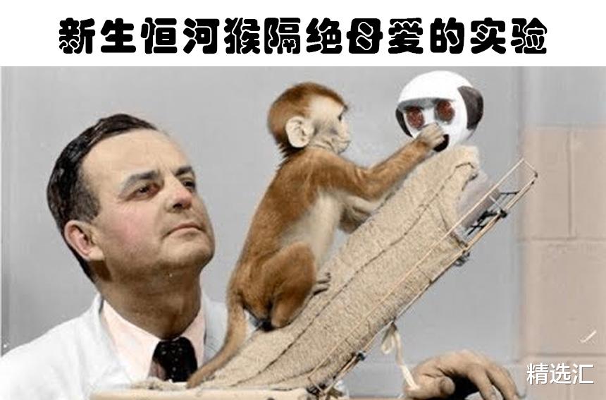 对猴子隔绝母爱的残忍实验!人类历史上的5大恐怖的科学实验