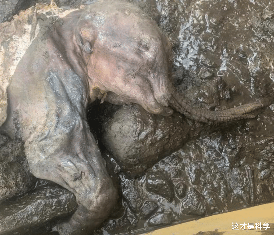 永久冻土层大量融化，史前生物遗体出现，人类新危机？