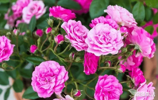 张馨予|张馨予的豪宅火了！农家小院都是花花草草，太羡慕了！