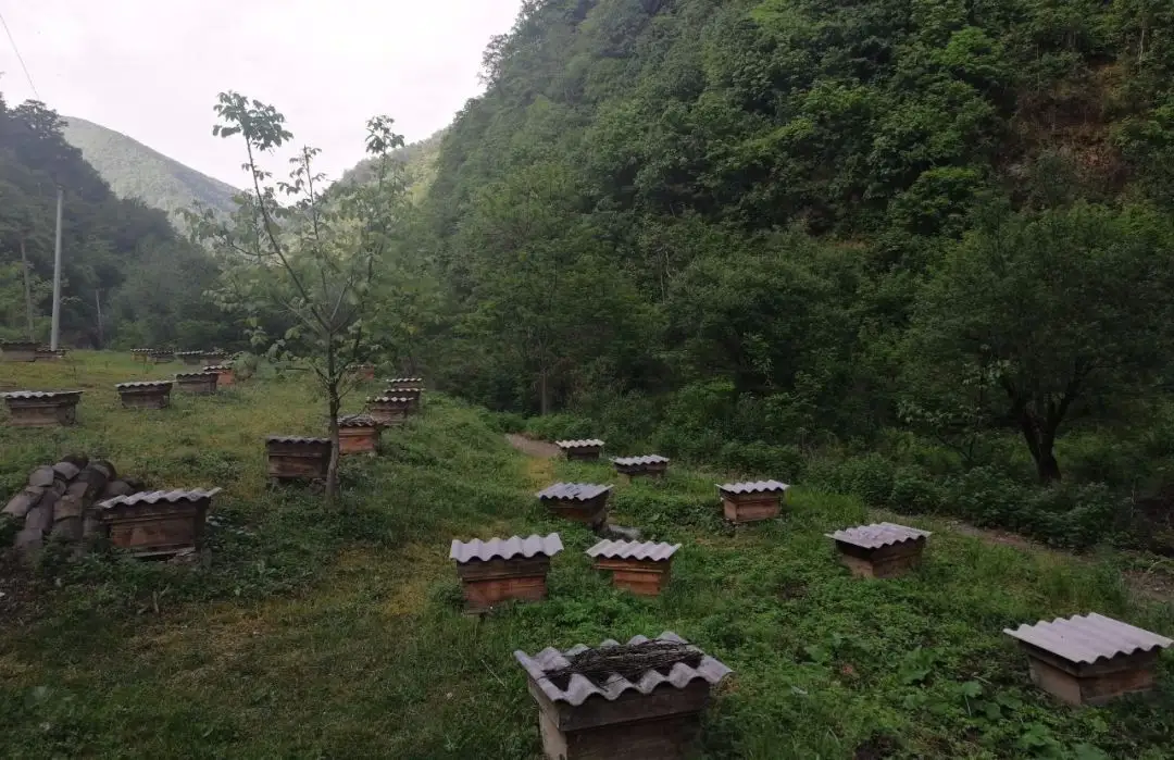 精液藏毒!蜜蜂交配为何下此毒手,结束之后“一死、一盲”?