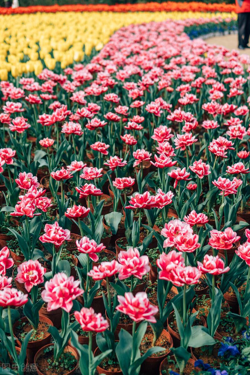 荷花|郭进拴|故乡的抱玉河