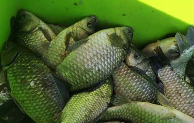 水库|寒潮来袭，极端降温也可以钓鱼！鱼儿会去这种地方