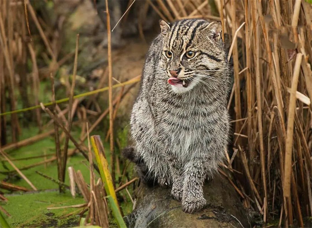 饵料|鱼猫用胡须触到水里探测到鱼，潜入水里抓到了鱼，上岸却被公猫抢走