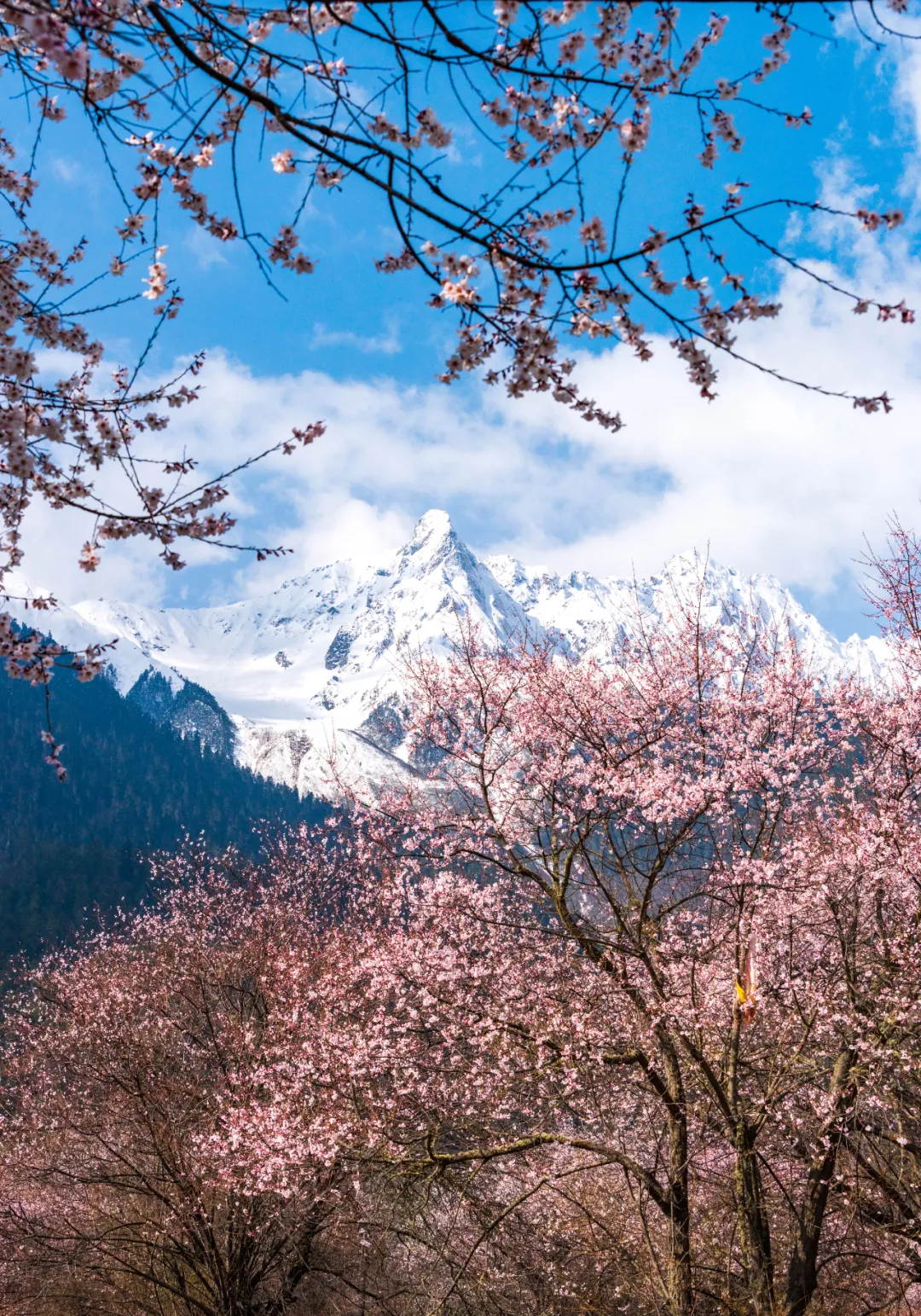 林芝|错过三月的林芝，你就错过了2022年中国最美的春天！