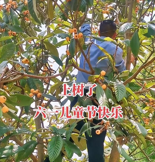 枇杷|姚爸“上树”的背影跟姚威太相似，3家重聚，田静说出不管的原因