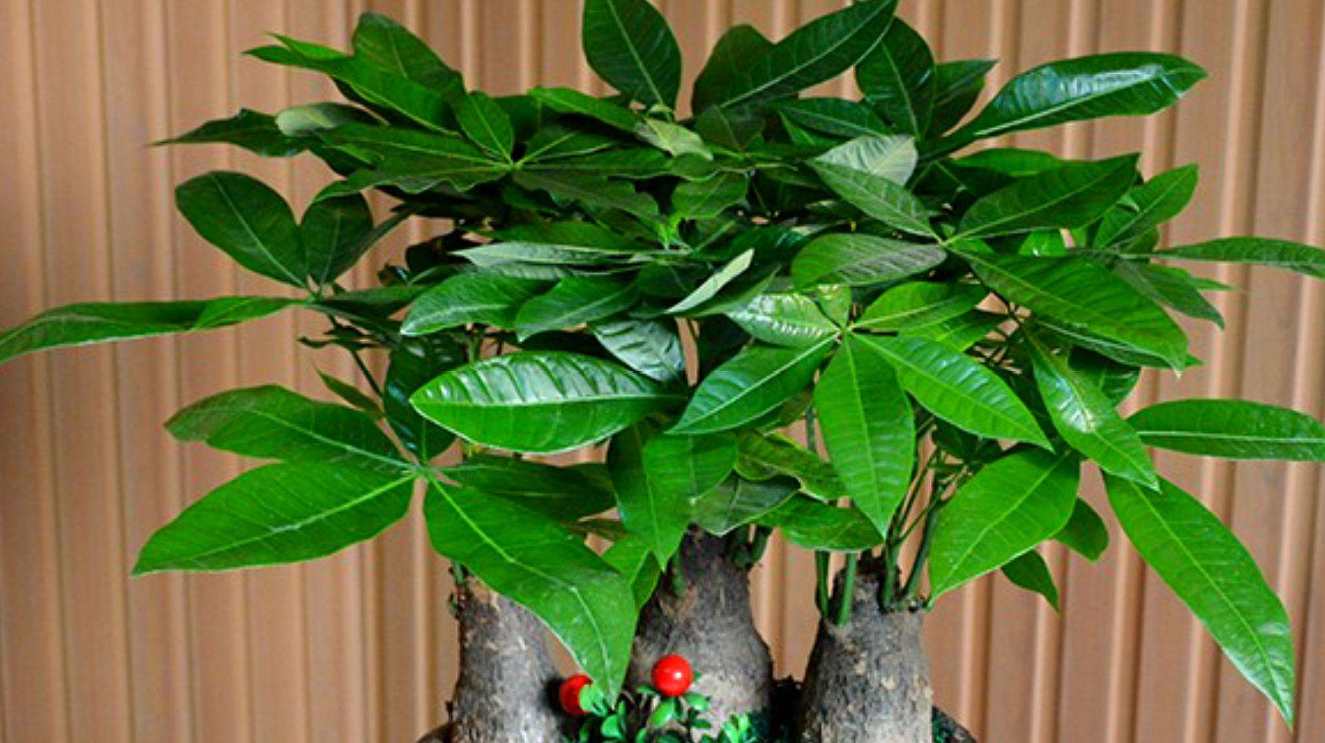 办公室|在选择办公室的装饰品上有什么风水讲究吗