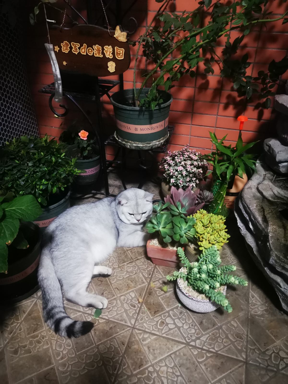 立春后整理花园,记住4个整园技巧,花不生病虫,呼呼爆花