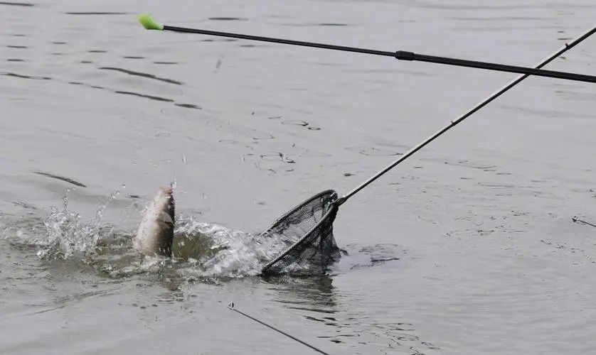 饵料|野钓想要钓多,还要钓大,不妨试试这3种假饵,效果谁用谁知道