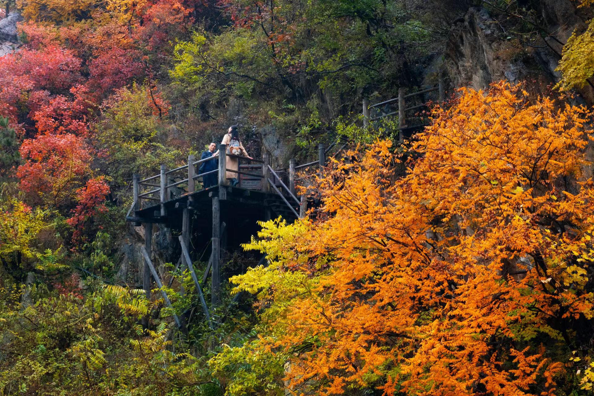 咖啡|颜值巅峰！沉浸枫林中，享秋日野餐的快乐