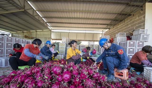 有人说火龙果甲醛超标,究竟是怎么回事?这其实是种错误的判断