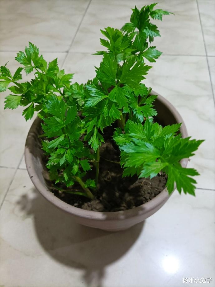 捯饬小阳台，你收获过什么？