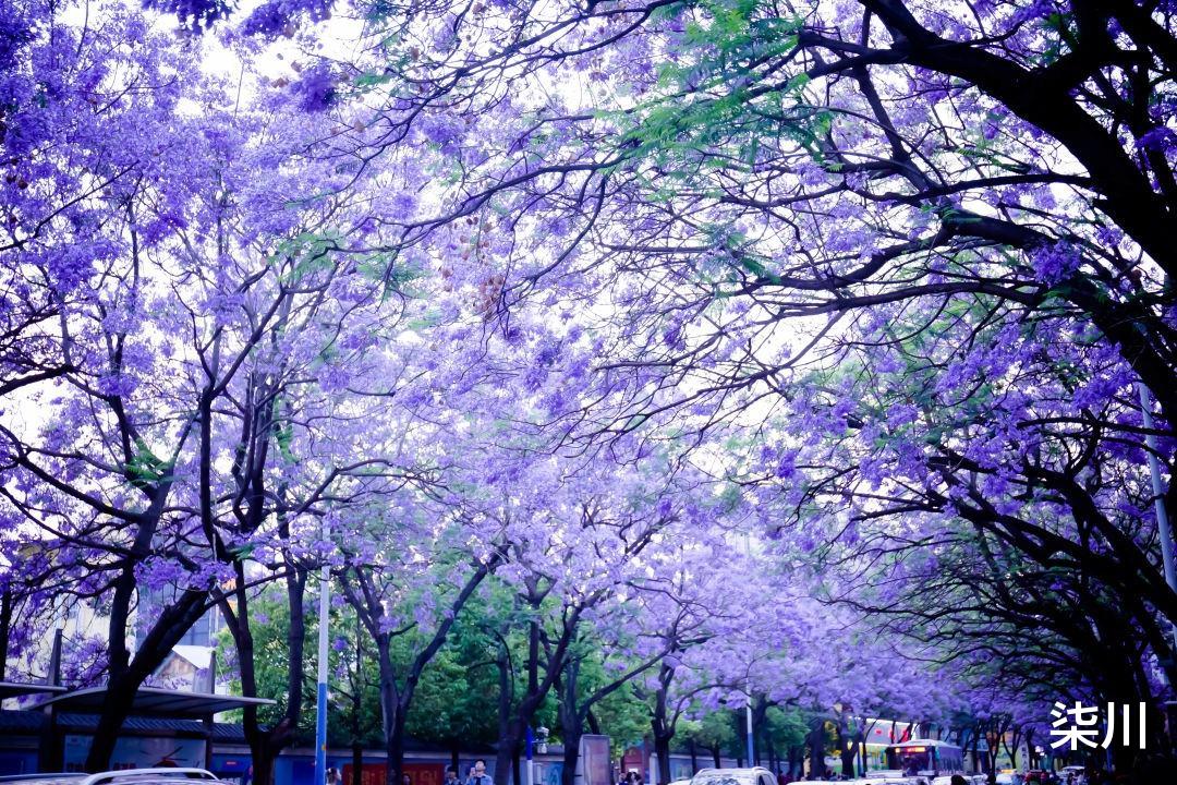 油菜花|美极了!这个春天一定要去的10个私藏的国内春日赏花处!赶紧收藏!