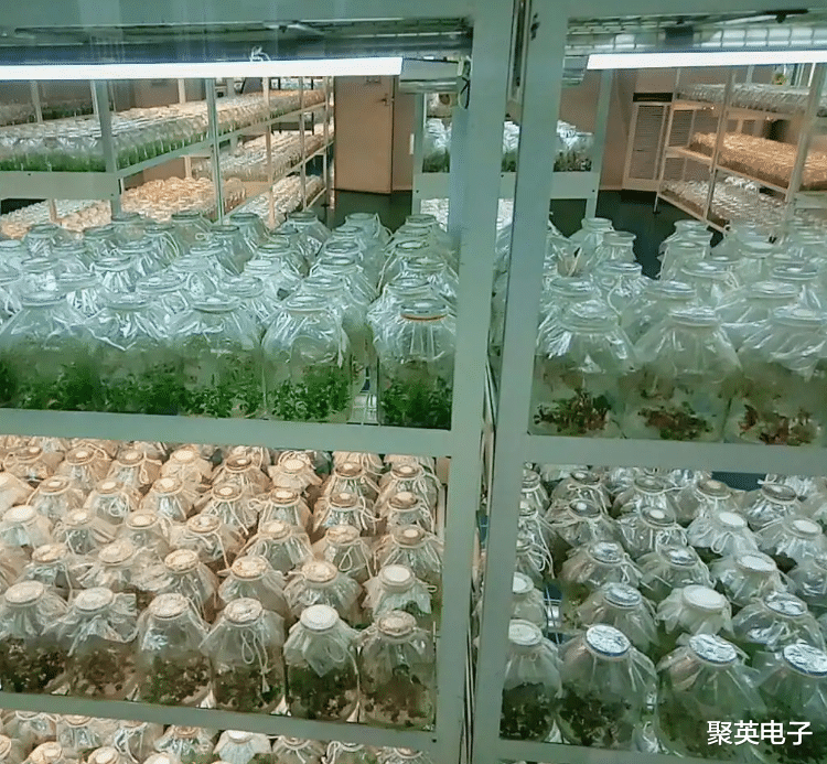 物联网|农业物联网多样化应用，五大智能温室大棚应用类型，完善休闲农业生产模式