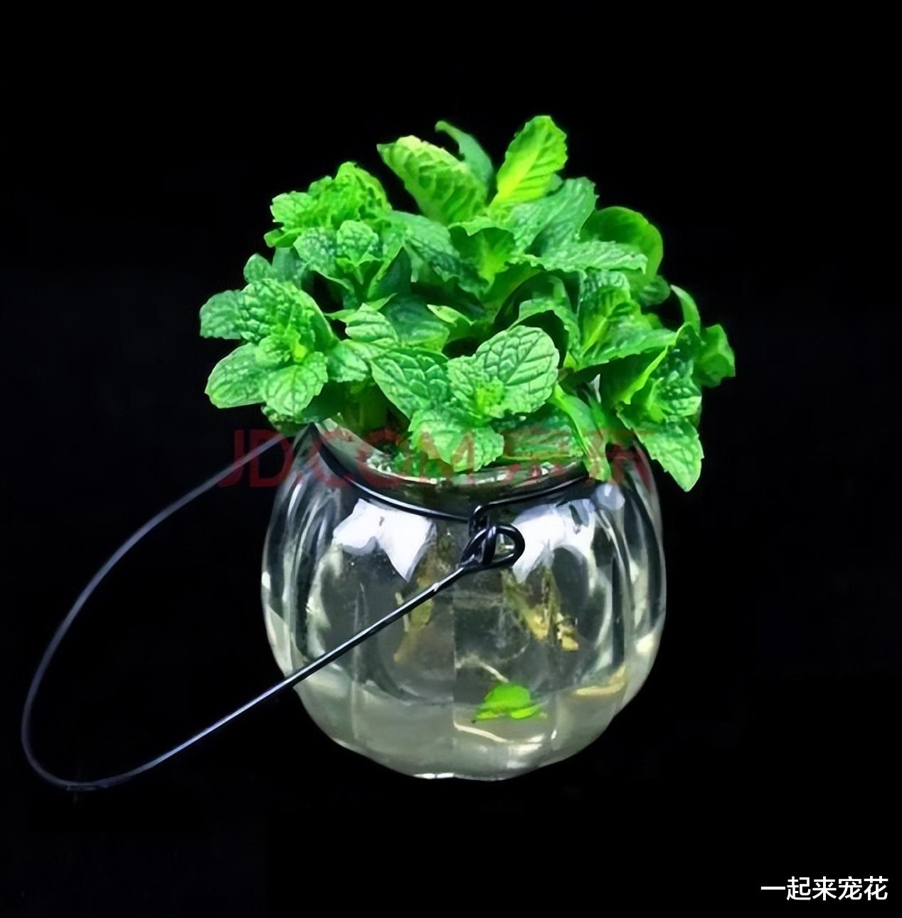 妈妈在卧室摆了一盆小绿植,蚊虫都不敢进来,还能睡个安稳觉