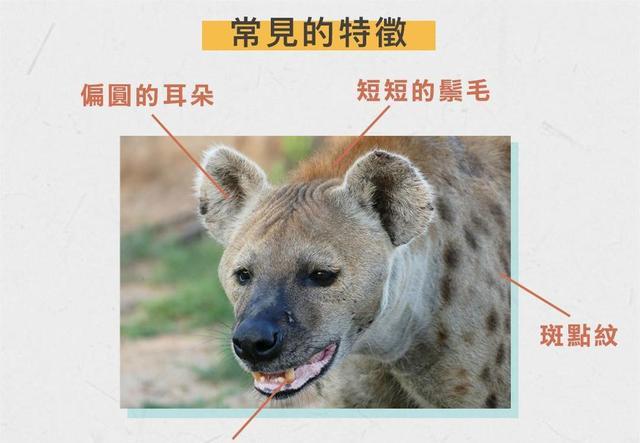 其貌不扬的斑鬣狗,为啥喜欢掏肛?动物被掏肛时又为何原地不动?