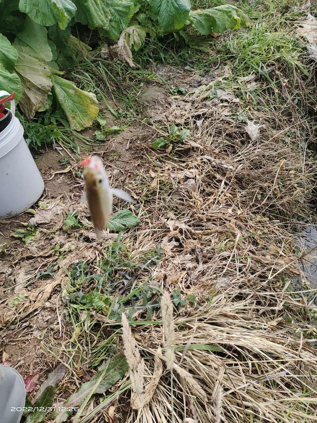 |前有姆巴佩的帽子戏法,今有旅li三戏大板鲫