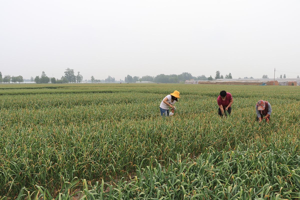 买蒜苔时,遇到“红帽”和“白帽”怎么选?菜农教你技巧,别瞎买