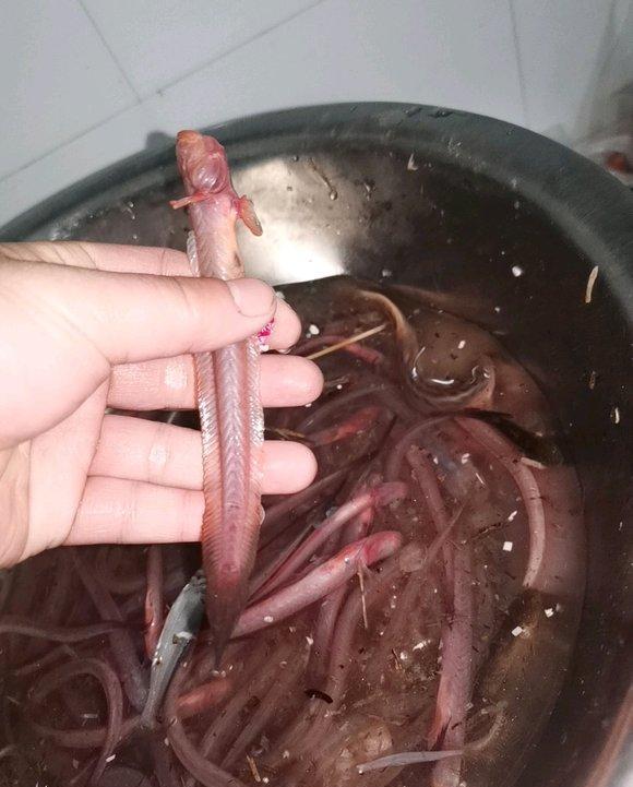 |安徽钓友钓起许多怪鱼,形似史前生物,钓友:不知道河里还有多少