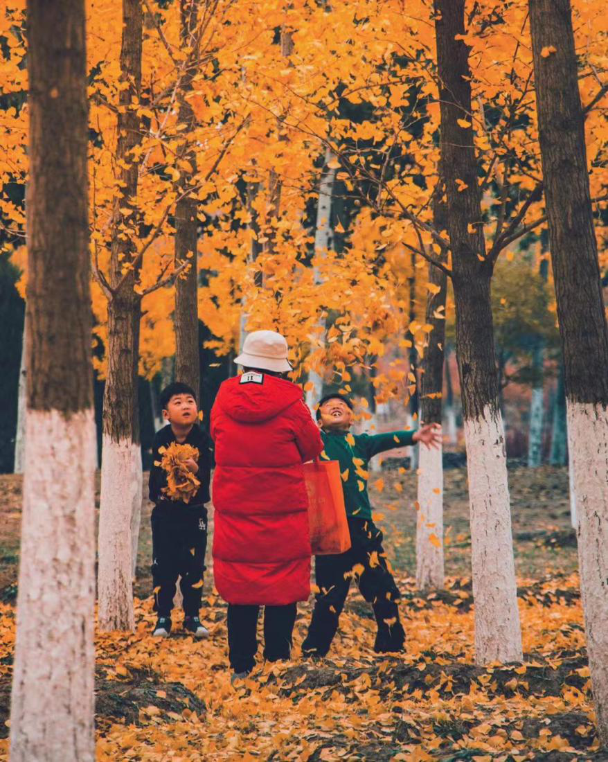 干货 | 教你学会拍摄金黄色的秋天