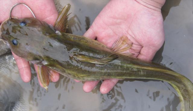 四川省|钓鱼有惊喜！男子意外收获酷似老鼠的“黄辣丁”，网友：放生明智