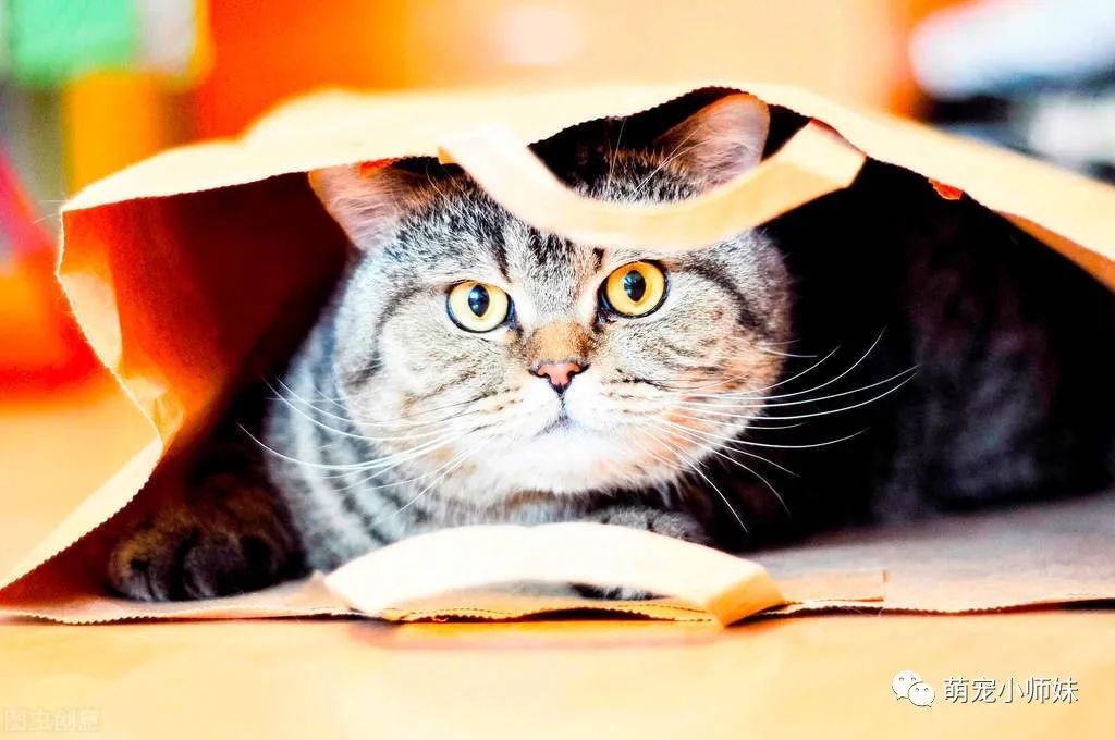 该怎样防止猫得猫藓？