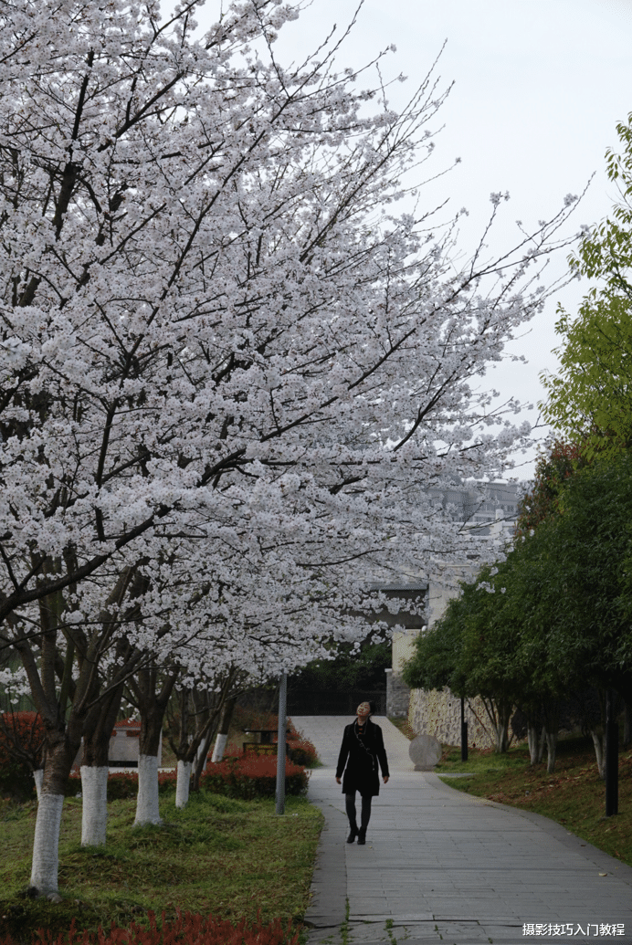 春天拍花必看!只要你有一部手机,就能拍出好看的花朵照片