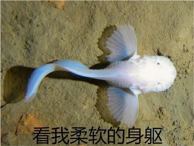 海底的压力非常大,金属都能被压扁,为何深海鱼安然无恙?