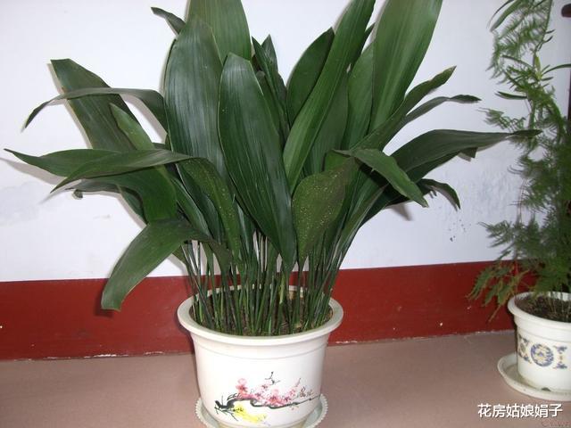 卫生间潮湿有异味,养上5种“吸味花”,祛湿除味还能“灭菌”